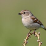 Les oiseaux amateurs de noix : comment les identifier facilement ?