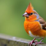 Oiseaux de compagnie : guide pour trouver l'allié à plumes parfait pour votre maison