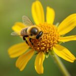 Abeille de terre : tout savoir sur son nid, les risques associés et comment s’en débarrasser efficacement